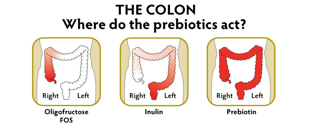 where-prebiotics-act[1]